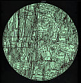 NECCO FLAT ROUND 12_C6CE
